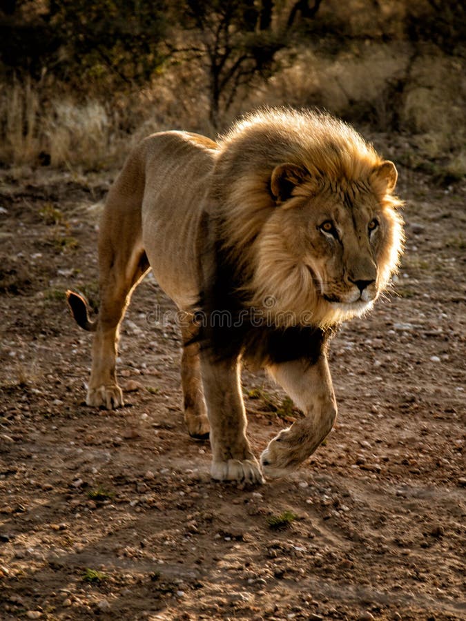Large Male Lion Walks in the Desert Stock Photo Image of leader