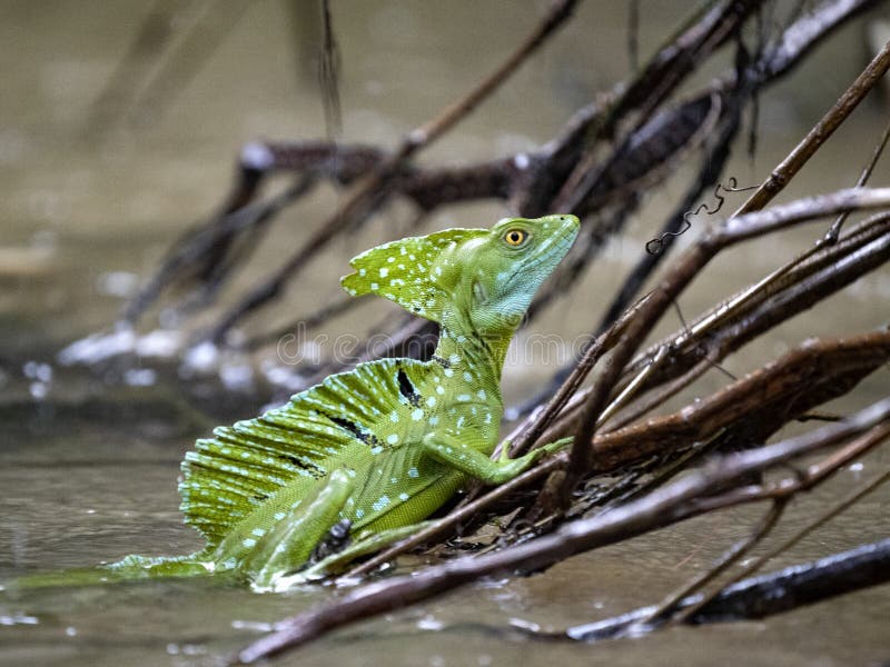 green basilisk lizard running on water