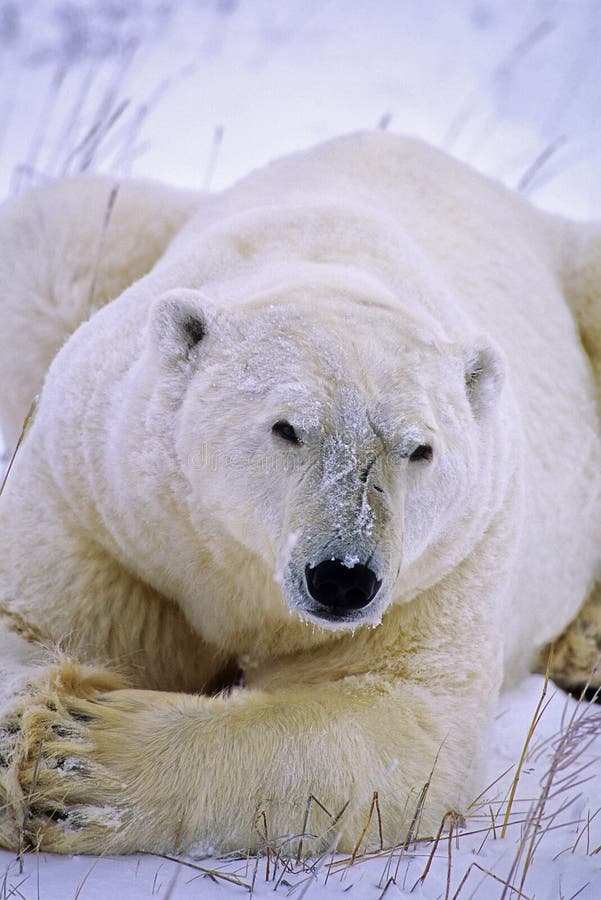 Large male polar bear close up royalty free stock image