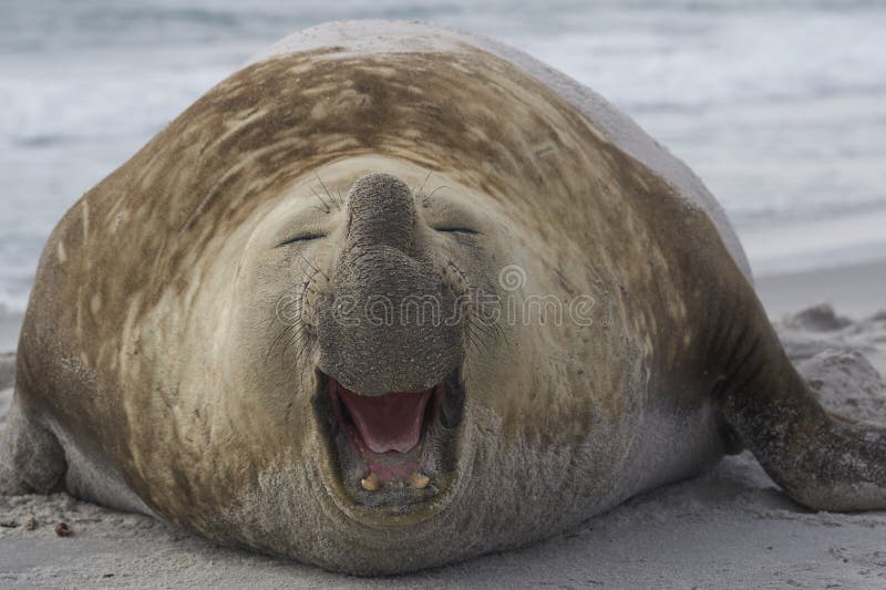 Male Southern Elephant Seal in the Falkland Islands