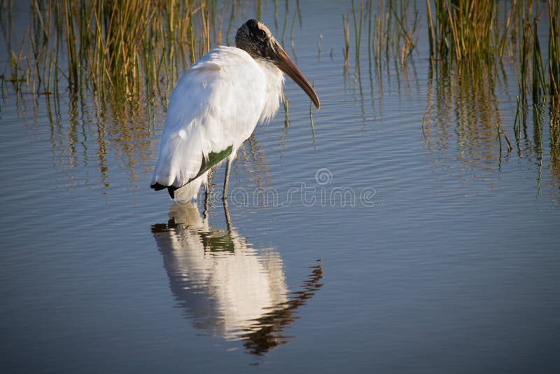 Large male wood stork reflects image in shallow pond