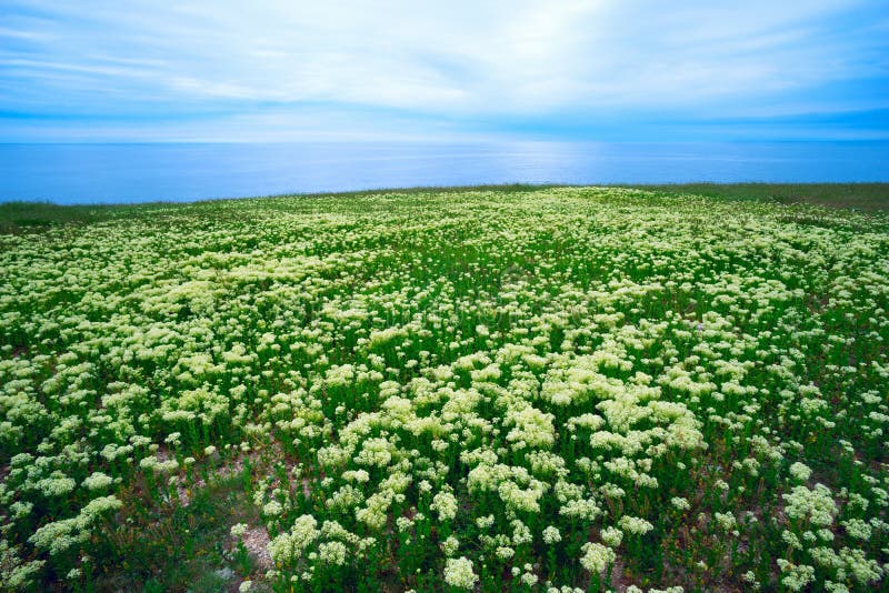 Large Meadow Steppe Flowers by the Sea . Stock Image - Image of bush