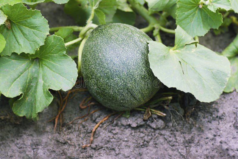 A Large Melon among Large Green Leaves Stock Photo Image of harvested