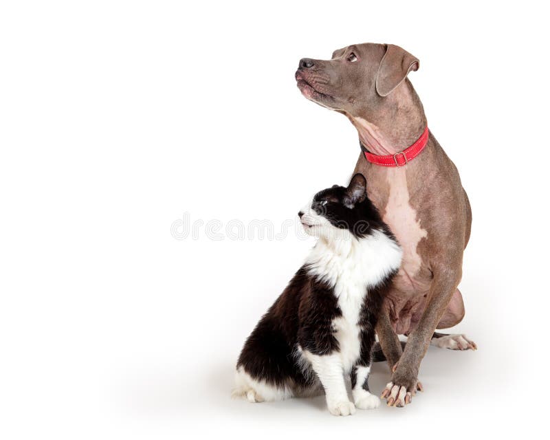 Dog and Cat Sitting Together Stock Photo Image of studio, schnauzer