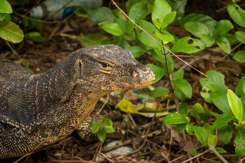 A Large Monitor Lizard in the Urban Vegetation with Plastic Waste Stock Image - Image of apex, environment: 192907931 A Large Monitor Lizard in the Urban Vegetation with Plastic Waste Stock Image - Image of apex, environment: 192907931
