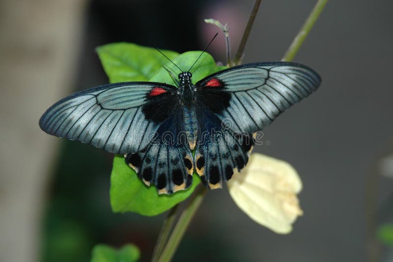 Large mormon (papilio memnon) on leaf