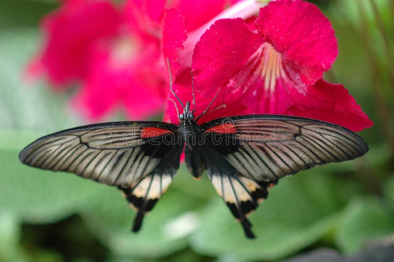 Large mormon (papilio memnon) on red flower 2