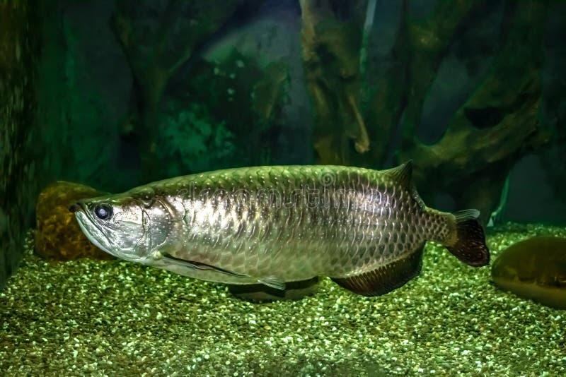 Large mother-of-pearl Scleropages jardinii fish underwater in an aquarium. Exotic Australian bonytongue fish closeup