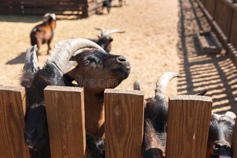 Large Mountain Goat. Black Goats with Horns in the Aviary. Keeping Animals on the Farm, in the Zoo Stock Photo - Image of herbivorous, animal: 234602246 Large Mountain Goat. Black Goats with Horns in the Aviary. Keeping Animals on the Farm, in the Zoo Stock Photo - Image of herbivorous, animal: 234602246