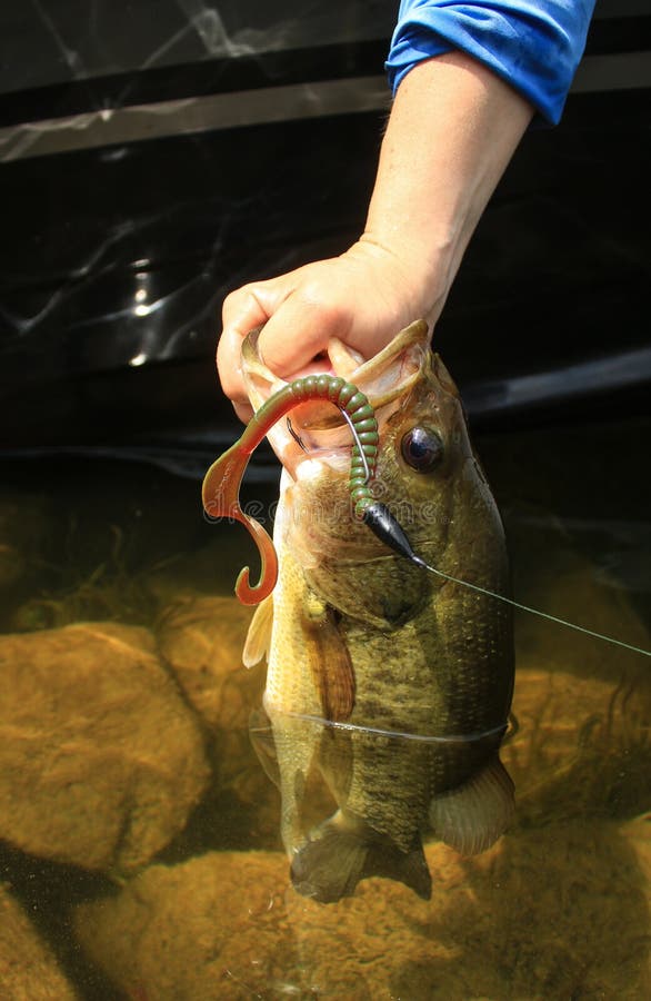 Large Mouth Bass Fishing with Plastic Worm Lure Editorial Photo