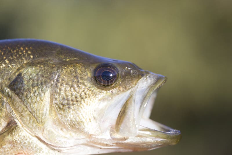 https://thumbs.dreamstime.com/b/large-mouth-bass-head-shot-close-up-89258516.jpg