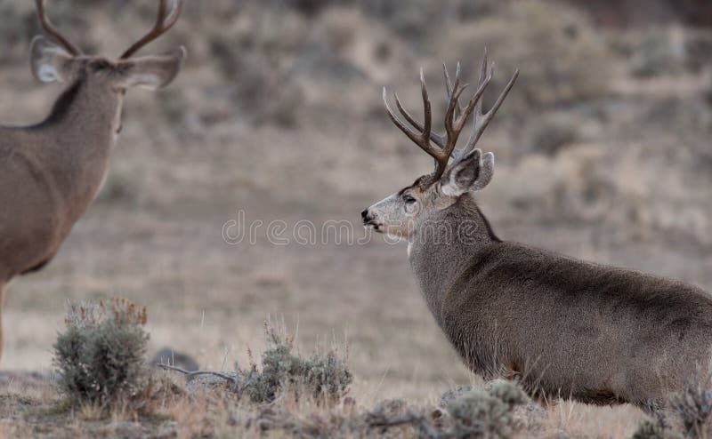 Large mule deer buck approaches smaller buck