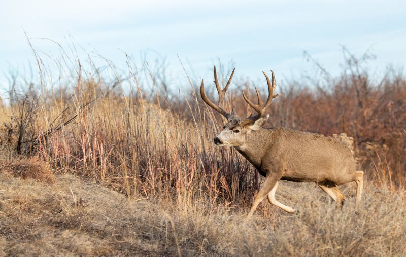 A Large Mule Deer Buck in a Field during Autumn Stock Photo - Image of ...