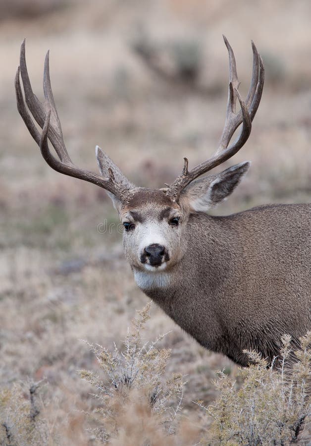 Mule Deer Buck Close up stock photo. Image of outdoors - 18644234