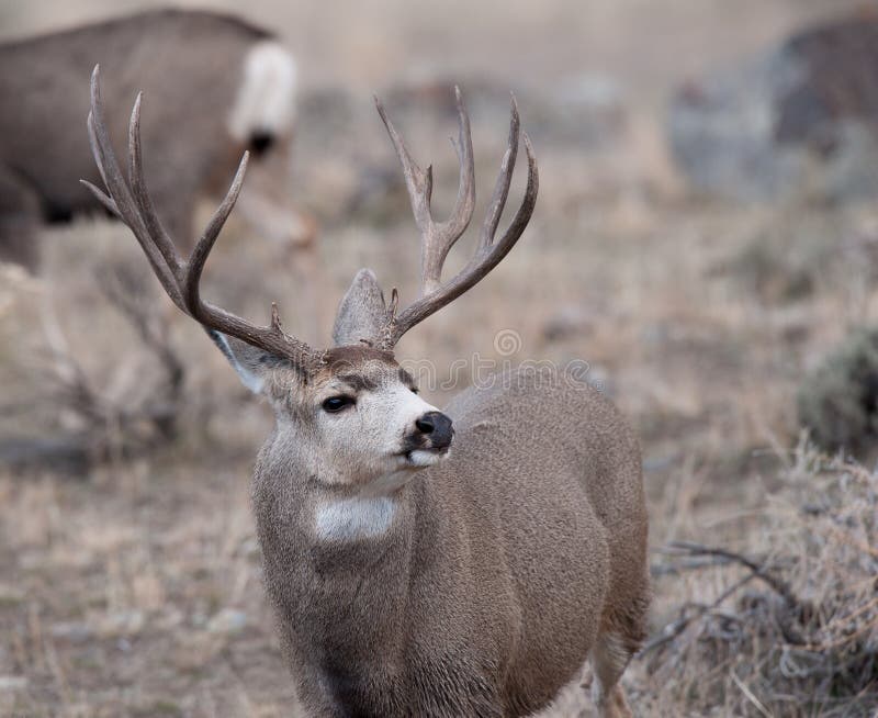 Large mule deer buck stock photo. Image of montana, mammal 47375366