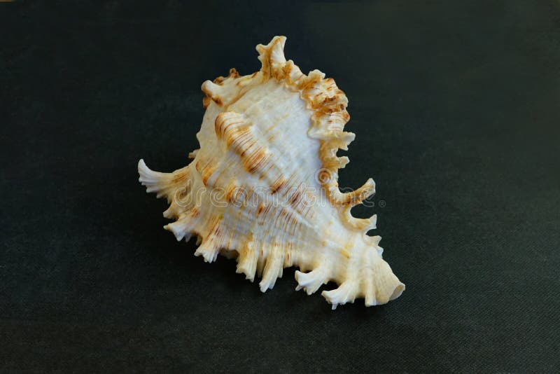 Large Murex Ramosus Shell Seashell   . The seashell lies on a black background  .