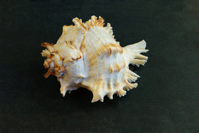 Large Murex Ramosus Shell Seashell   . The seashell lies on a black background  .