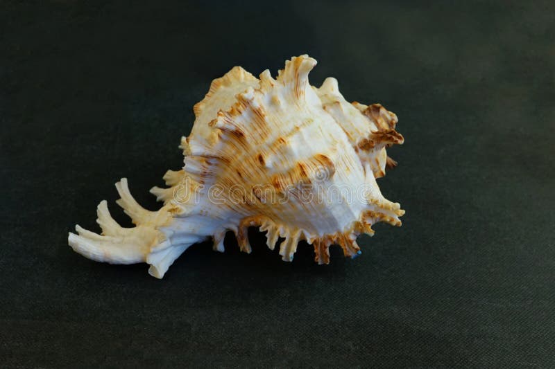 Large Murex Ramosus Shell Seashell   . The seashell lies on a black background  .