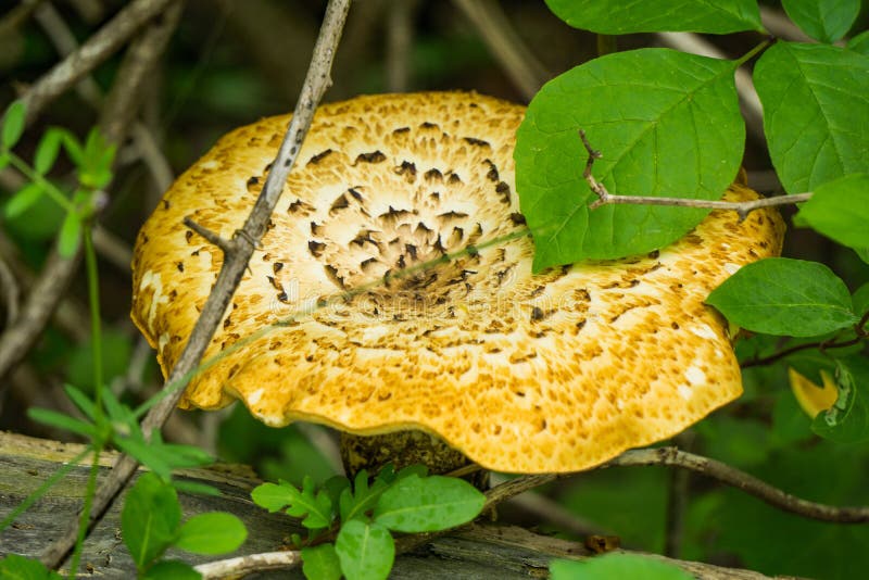 Large Mushroom on the Forest Floor stock images Large Mushroom on the Forest Floor stock images