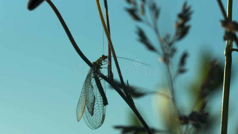 A large mustachioed insect.Creative. Green grass on a summer landscape in which a large grasshopper with prozrychny