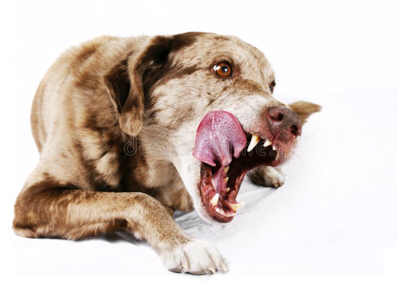 Large Mutt Dog Licking Its Lips Stock Image Image of nature, brown