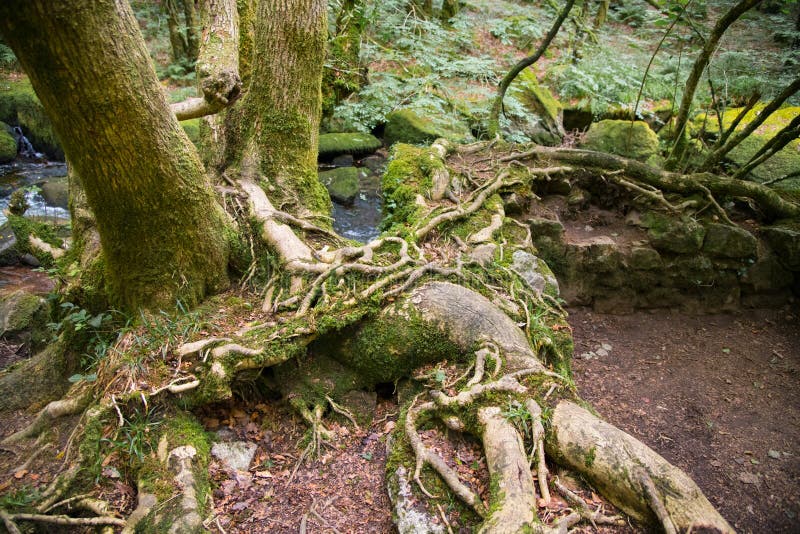 A large network of intricate tree roots, Golitha Falls, Cornwall stock image A large network of intricate tree roots, Golitha Falls, Cornwall stock image