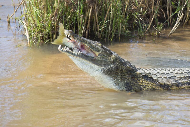 Large Nile Crocodile Eat a Fish on River Bank Stock Photo Image of