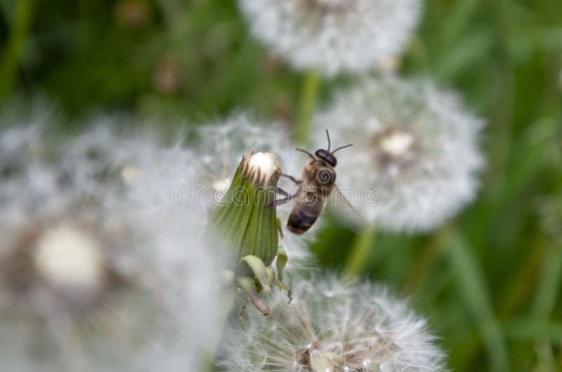 A large number of blooming dandelions among the grass royalty free stock images A large number of blooming dandelions among the grass royalty free stock images