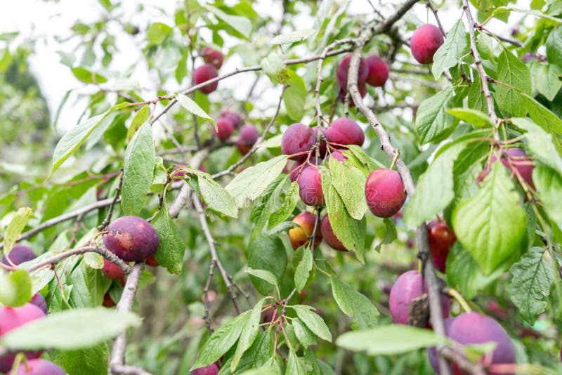 Large Number of Plums on Tree on Sunny Day Stock Image Image of break