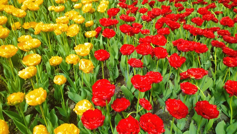 A large number of yellow and red tulips growing in the flowerbed divided into two parts