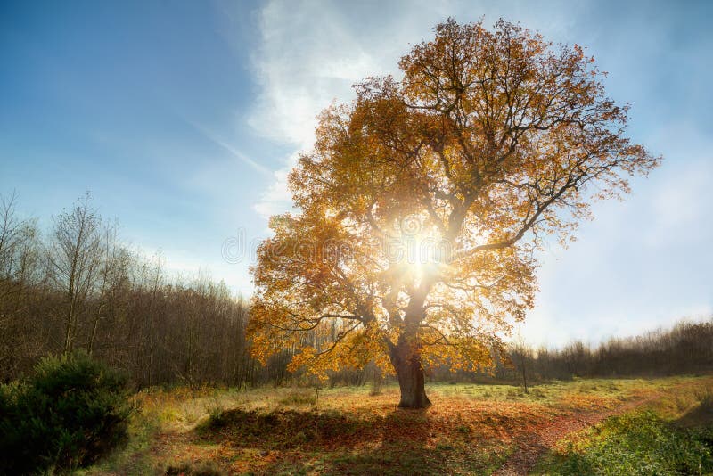 Large Oak Tree In the Autumn