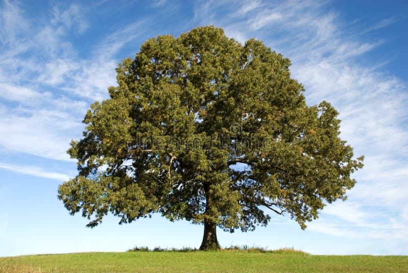 Large Oak Tree with Blue Sky