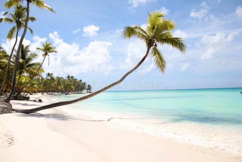 A large ocean shell of pink mother-of-pearl Strombus gigas lies on the white sand on the Caribbean sea on the island of Saona stock photography A large ocean shell of pink mother-of-pearl Strombus gigas lies on the white sand on the Caribbean sea on the island of Saona stock photography