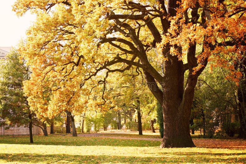 Clearing In An Oak Woodland Forest With Green Trees Stock Image Image of natural, clear 96609459