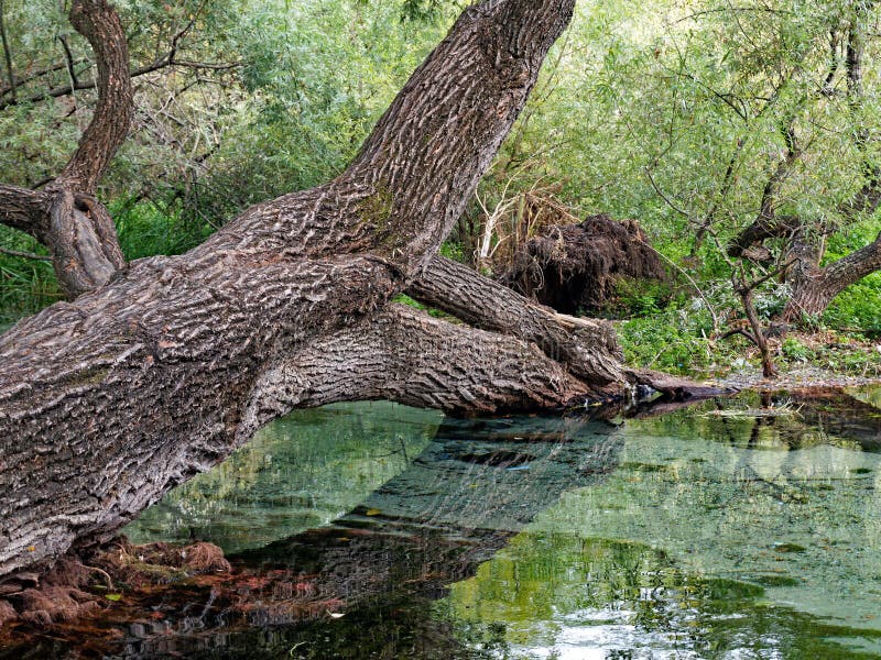 Gnarled Old Tree Growing Across Shallow River, Greece Stock Photo - Image of gnarled, moving: 118349372