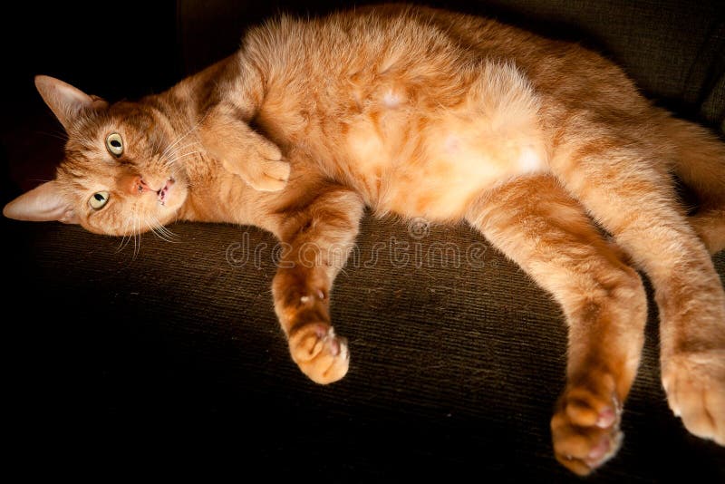 Large Orange Cat stock photos