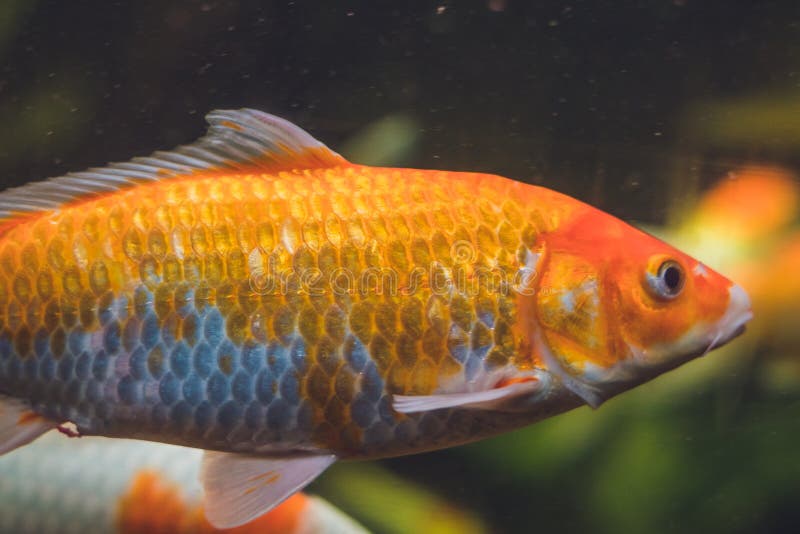 A Large Orange Fish in a Aquarium Stock Image Image of nature