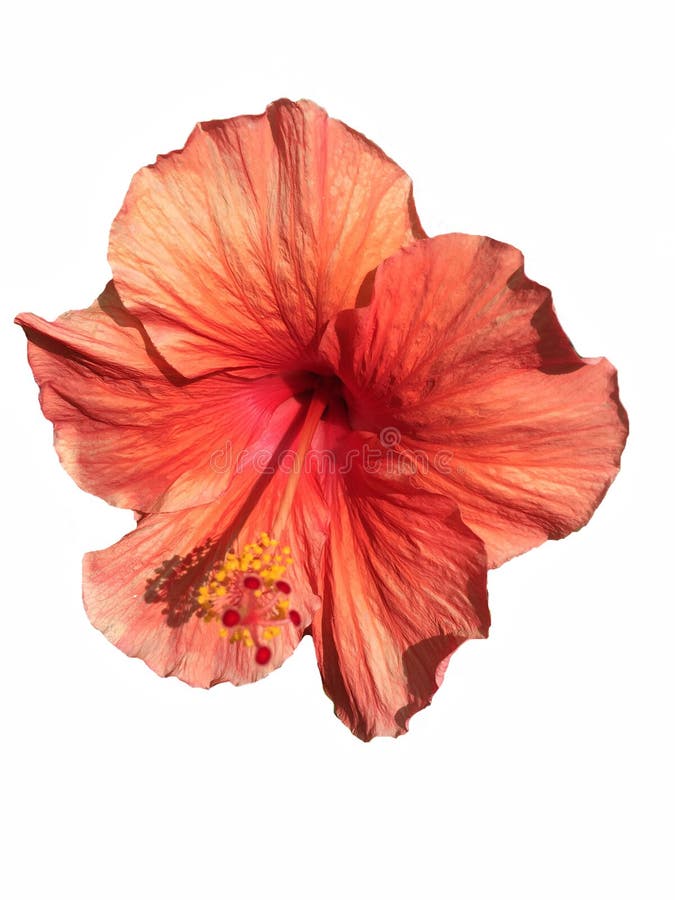 Large orange Hibiscus isolated on white stock photography