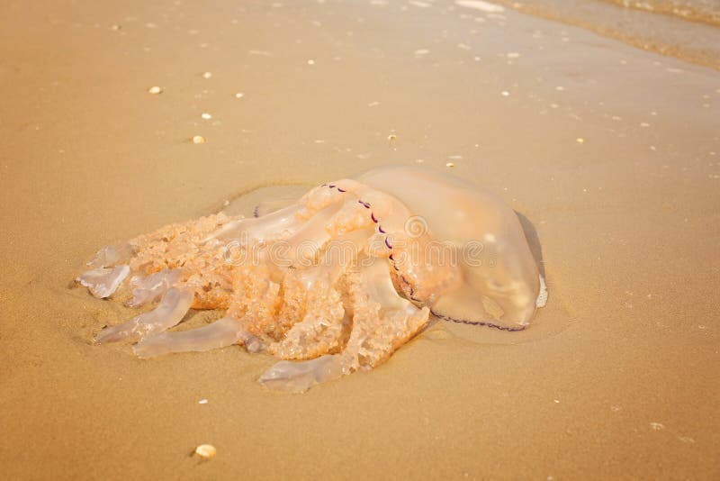 Large Orange Jellyfish stock photos