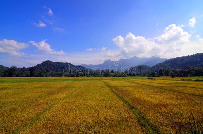 Large orange paddy fields royalty free stock photo
