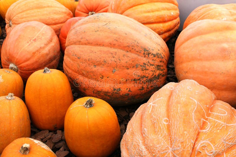Large Orange Pumpkins stock photo