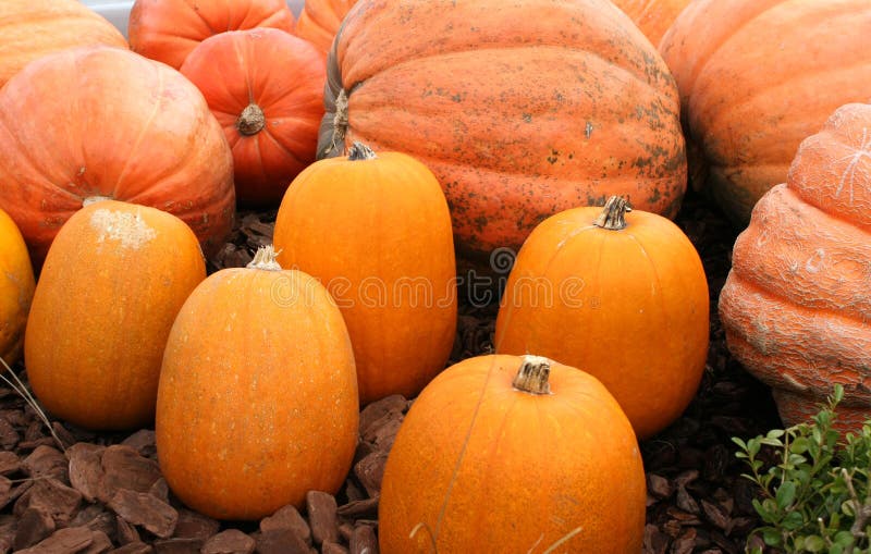 Large Orange Pumpkins royalty free stock images