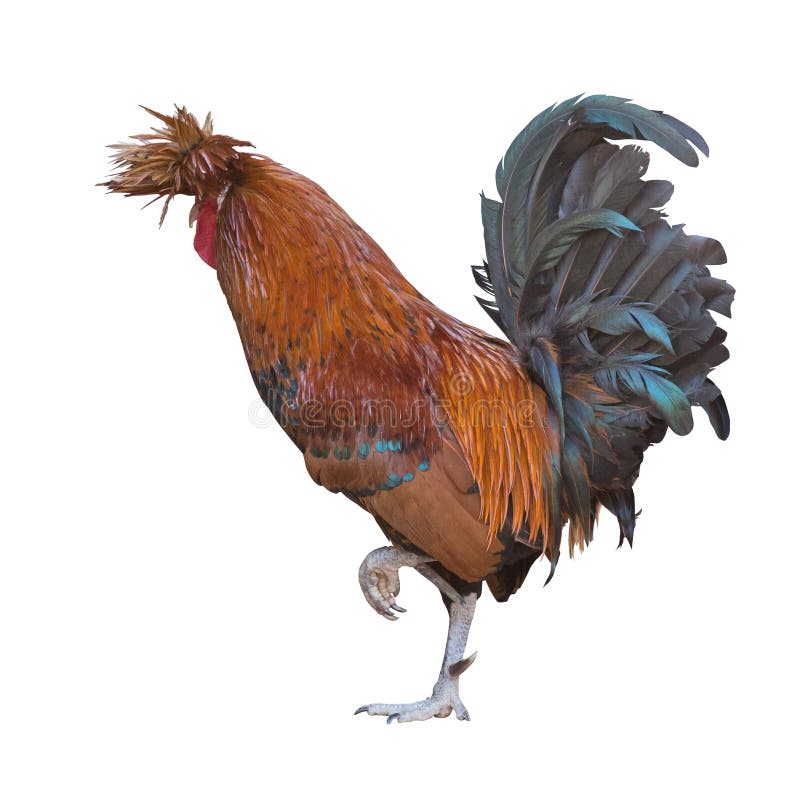 Large Orange Rooster Walking on White Stock Photo Image of animal