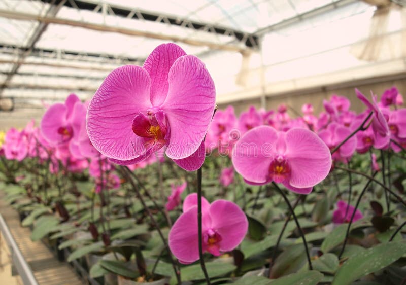 Large Orchid Nursery stock image. Image of plants, leaves 14149713
