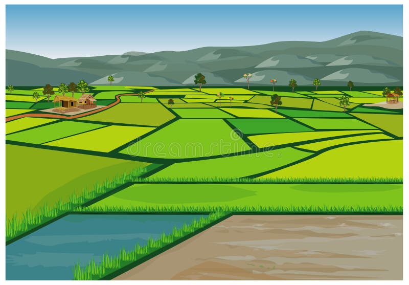 Large paddy field stock vector. Illustration of agriculture - 123046686