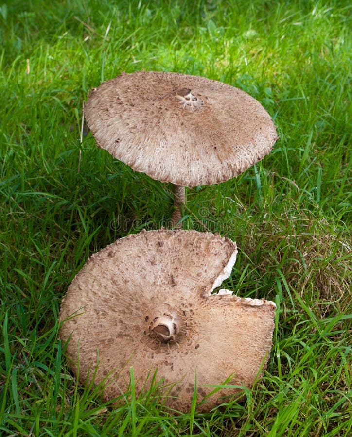 Large parasol mushroom stock photo. Image of rhacodes 16262124