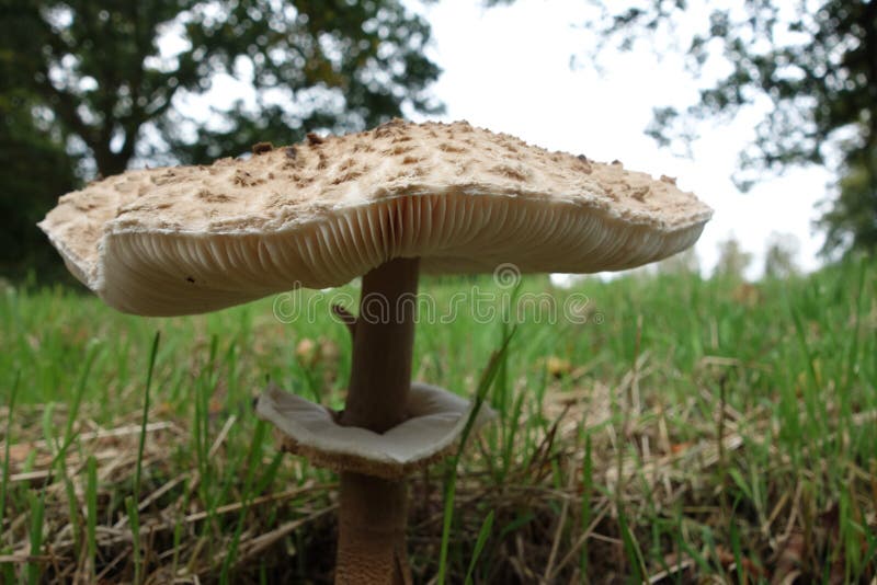Large Parasol Mushroom stock photo. Image of parasol 161253148