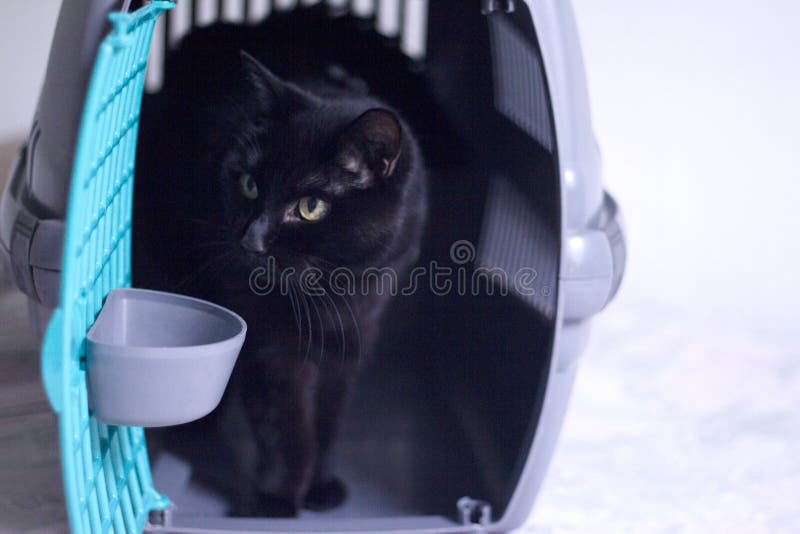 Large pet carrier stock photo. Image of carrier, element 135351838