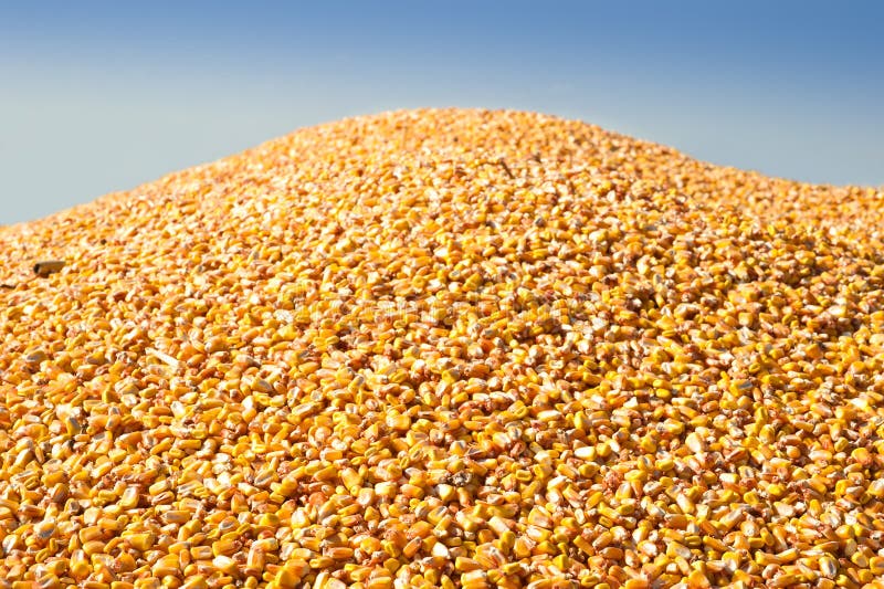1,441 Large Pile Corn Stock Photos Free & RoyaltyFree Stock Photos