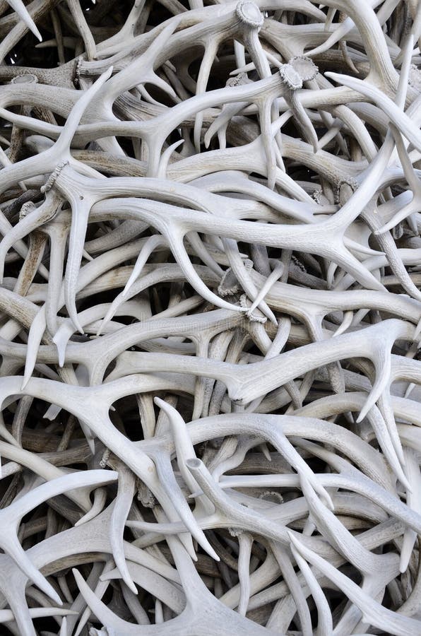 Large pile of Elk antlers. stock images Large pile of Elk antlers. stock images